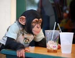maimuta-cimpanzeu-big-0