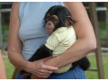 frumoasa-maimuta-de-cimpanzeu-small-0