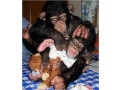 frumoasa-maimuta-de-cimpanzeu-small-1