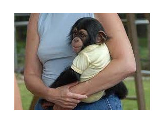 Frumoasă maimuță de cimpanzeu