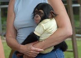 frumoasa-maimuta-de-cimpanzeu-big-0