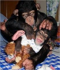 frumoasa-maimuta-de-cimpanzeu-big-1
