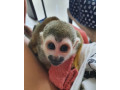 minunata-maimuta-veverita-fermecatoare-pentru-adoptie-small-0