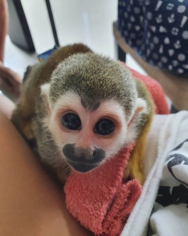 minunata-maimuta-veverita-fermecatoare-pentru-adoptie-big-0