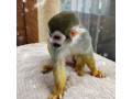 minunata-maimuta-veverita-fermecatoare-pentru-adoptie-small-0