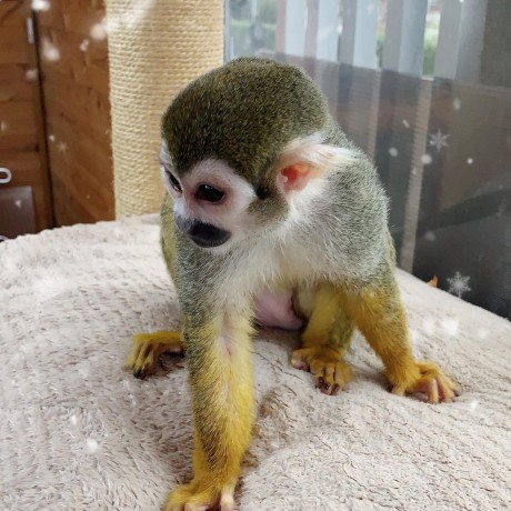 minunata-maimuta-veverita-fermecatoare-pentru-adoptie-big-0