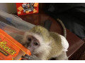 maimute-capucine-bine-pregatite-pentru-adoptare-small-0