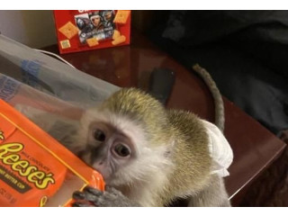Maimuțe capucine bine pregătite pentru adoptare