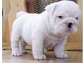 bulldog-englez-culoare-alba-fermecatoare-small-0