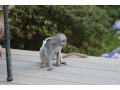maimuta-capucina-socializata-afectuoasa-de-craciun-pentru-adoptie-small-1