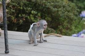 maimuta-capucina-socializata-afectuoasa-de-craciun-pentru-adoptie-big-1