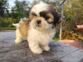 cati-shih-tzu-small-0