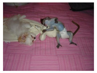 Maimuțe capucinine jucăușe și drăguțe, masculi și femele