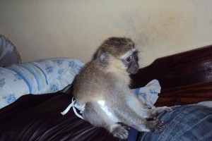 maimuta-capucina-inteligenta-si-antrenata-la-olita-pentru-adoptie-libera-big-1