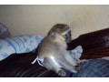 uimitoare-maimuta-capucina-disponibila-pentru-craciun-small-0