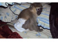 uimitoare-maimuta-capucina-disponibila-pentru-craciun-small-1
