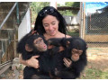 cimpanzei-maimute-pentru-si-adoptie-small-1