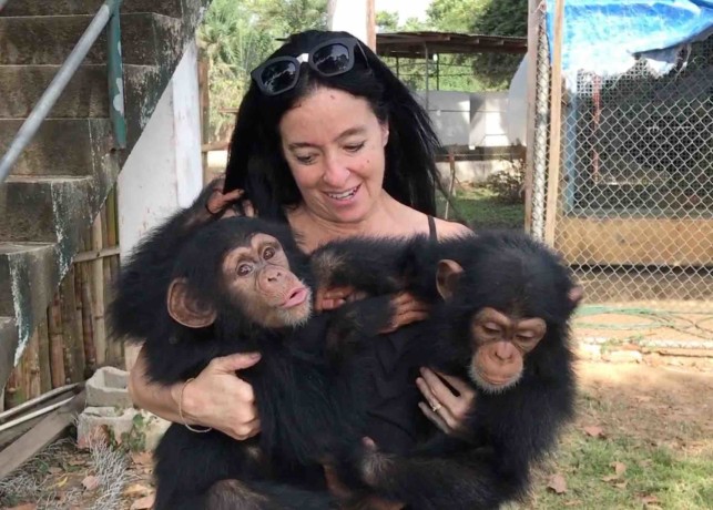 cimpanzei-maimute-pentru-si-adoptie-big-1