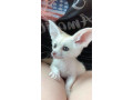 vulpe-fennec-small-0