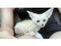 vulpe-fennec-small-1