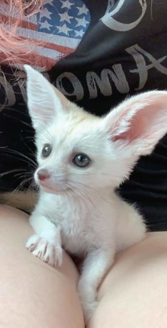 vulpe-fennec-big-0