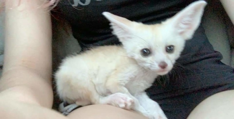 vulpe-fennec-big-1