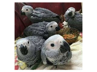 Papagalii de vânzare