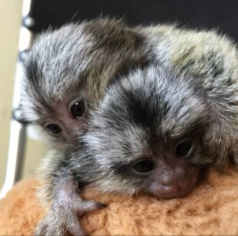 uimitoare-maimute-marmoset-de-vanzare-big-1