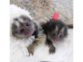 maimute-marmoset-adorabile-de-vanzare-small-0