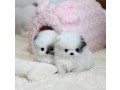 catelusi-pomeranian-frumosi-de-vanzare-small-1