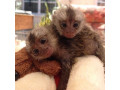 maimute-marmoset-superbe-gata-pentru-o-noua-casa-small-0