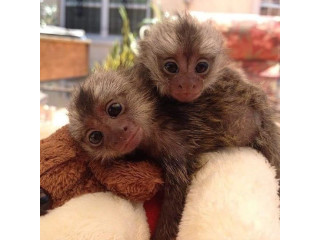 Maimuțe marmoset superbe gata pentru o nouă casă