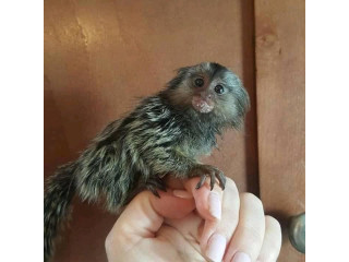 Maimuță marmoset dulce disponibilă