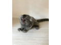 frumoasa-maimuta-marmoset-disponibila-small-0