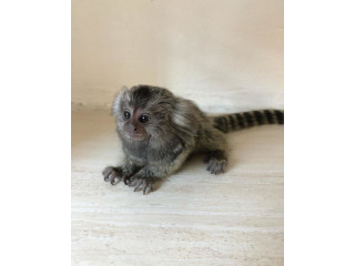 Frumoasă maimuță marmoset disponibilă