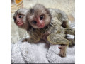 maimute-marmoset-uimitoare-de-vanzare-small-0