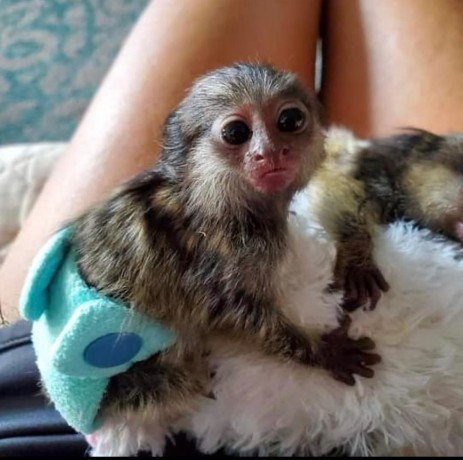 maimute-marmoset-mascul-si-femela-de-vanzare-big-0