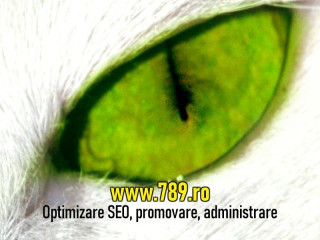 Optimizare SEO Timisoara promovare site-uri administrare