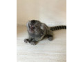 maimute-marmoset-superbe-pentru-disponibile-small-0