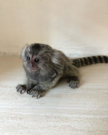 maimute-marmoset-superbe-pentru-disponibile-big-0