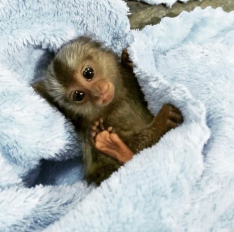maimute-marmoset-pigmee-dresate-sunt-disponibile-big-0