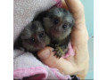 maimute-marmoset-frumoase-de-vanzare-small-0