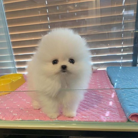 adorabil-catelus-de-pomeranian-big-0