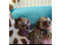 maimute-marmoset-dragute-pentru-adoptie-small-1