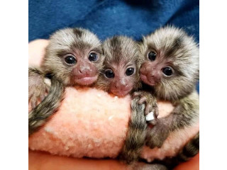 Maimuțe marmoset remarcabile disponibile