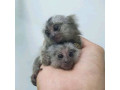 maimute-marmoset-fermecatoare-de-vanzare-small-0