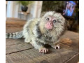 marmoset-monkeys-gata-pentru-cei-care-au-nevoie-de-o-casa-small-0