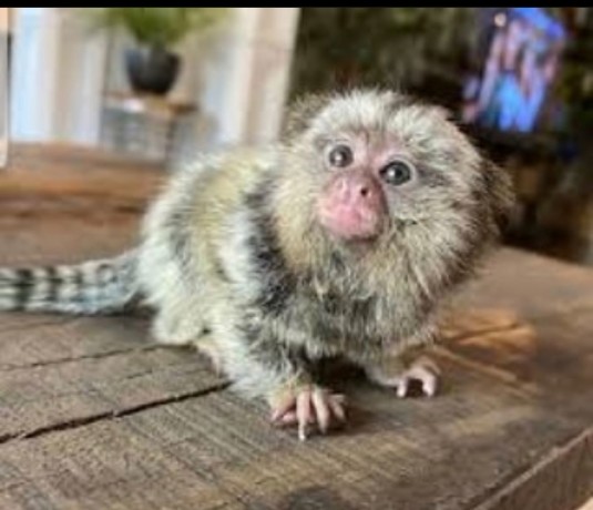 marmoset-monkeys-gata-pentru-cei-care-au-nevoie-de-o-casa-big-0