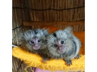 Maimuțe marmoset minunate disponibile
