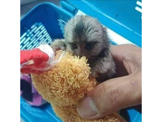Maimuțe marmoset fermecătoare sunt disponib